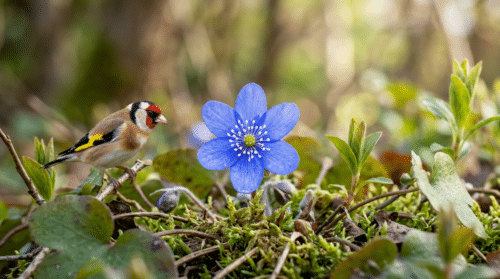 březen na zahradě představuje modrý květ, který přiláká ptáky již s prvním jarním dnem. objevte, jak oživit svou zahradu na jaře díky tomuto okouzlujícímu květu.