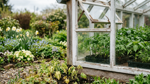 zjistěte, proč jarní větrání zahrady může škodit a na jaké časté chyby upozorňují odborníci, aby vaše zahrada zůstala zdravá a krásná.
